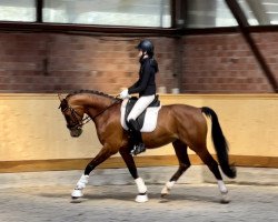 dressage horse Fürst Fiete 3 (Holsteiner, 2017, from Fürst Belissaro)