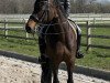 dressage horse Contaga (Hanoverian, 2014, from Conen)