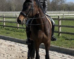 dressage horse Contaga (Hanoverian, 2014, from Conen)