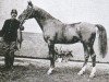 Deckhengst Marko ox (Vollblutaraber, 1899, von Amurath 1892 ox)