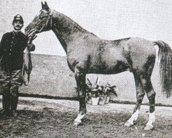 Deckhengst Marko ox (Vollblutaraber, 1899, von Amurath 1892 ox)