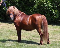 stallion Nightexpress du Sanon (Shetland Pony, 2001, from Luckie Star de Tregor)