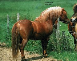 Deckhengst Luckie Star de Tregor (Shetland Pony, 1994, von Duce van de Zandkamp)