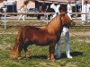 stallion Duce van de Zandkamp (Shetland Pony, 1989, from Winston L.H.)