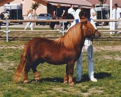 stallion Duce van de Zandkamp (Shetland Pony, 1989, from Winston L.H.)