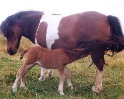 broodmare Accession Showgirl du Sanon (Shetland Pony, 1985, from Duc van de Wijnakker)