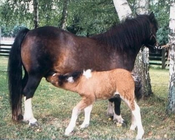 broodmare Radiation Showgirl du Sanon (Shetland Pony, 1980, from Bannier van Stal Major)