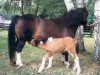 broodmare Radiation Showgirl du Sanon (Shetland Pony, 1980, from Bannier van Stal Major)