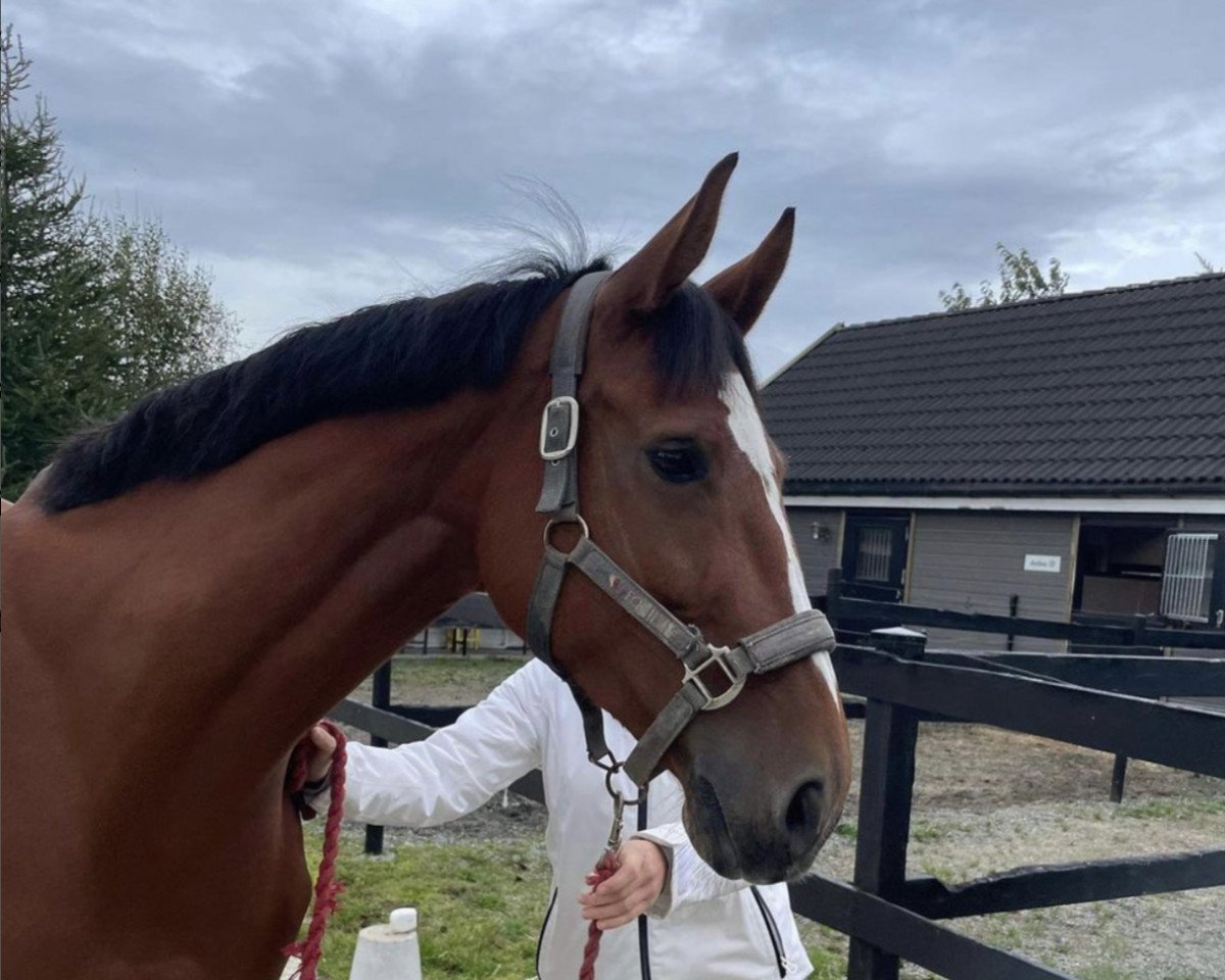 jumper Picatchou de Haquet (Belgian Warmblood, 2015, from Denzel Vt Meulenhof)