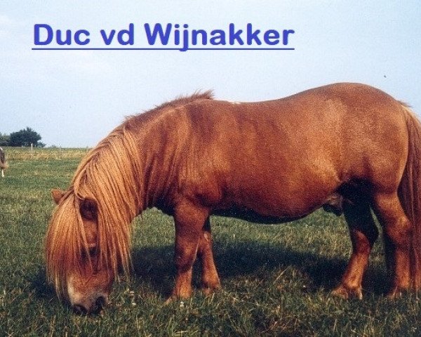 stallion Duc van de Wijnakker (Shetland Pony,  , from Zadonis van Papenvoort)