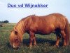 Deckhengst Duc van de Wijnakker (Shetland Pony,  , von Zadonis van Papenvoort)