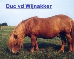 stallion Duc van de Wijnakker (Shetland Pony,  , from Zadonis van Papenvoort)