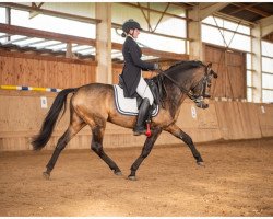 stallion Sulaatik's Versace (New Forest Pony, 2003, from Valentino)