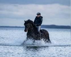 stallion Sulaatik's Peter Pan (New Forest Pony, 2004, from Peveril Peterborough)