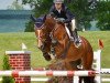 stallion Everglade VDL (KWPN (Royal Dutch Sporthorse), 2009, from Kashmir van't Schuttershof)