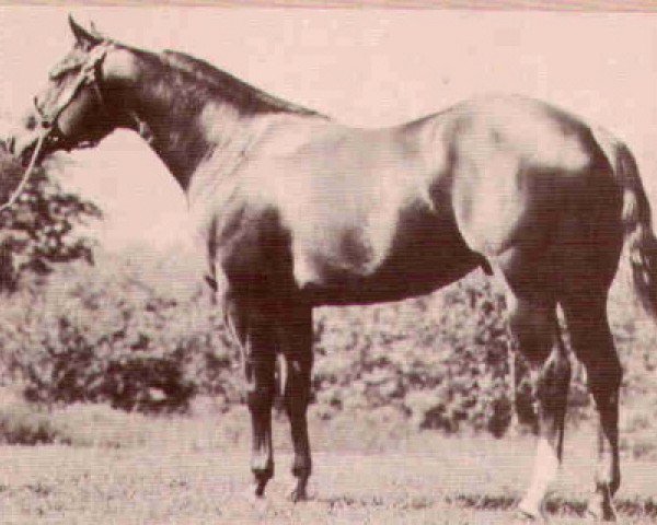 Deckhengst Goldseeker Leo (Quarter Horse, 1970, von Goldseeker Bars)