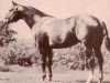 stallion Goldseeker Leo (Quarter Horse, 1970, from Goldseeker Bars)