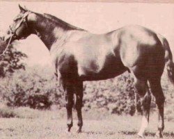 Deckhengst Goldseeker Leo (Quarter Horse, 1970, von Goldseeker Bars)