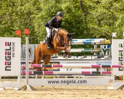 jumper Darcia 3 (German Sport Horse, 2015, from Darco de Revel)