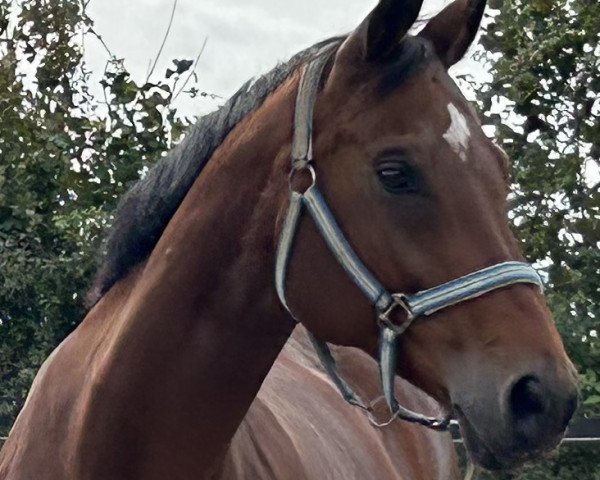 dressage horse Signorasambucca (Westphalian, 2013, from Stoiber SN)