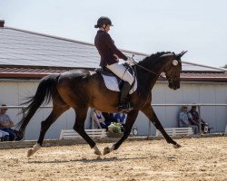 Dressurpferd First Girl 10 (Hannoveraner, 2013, von First Dance)