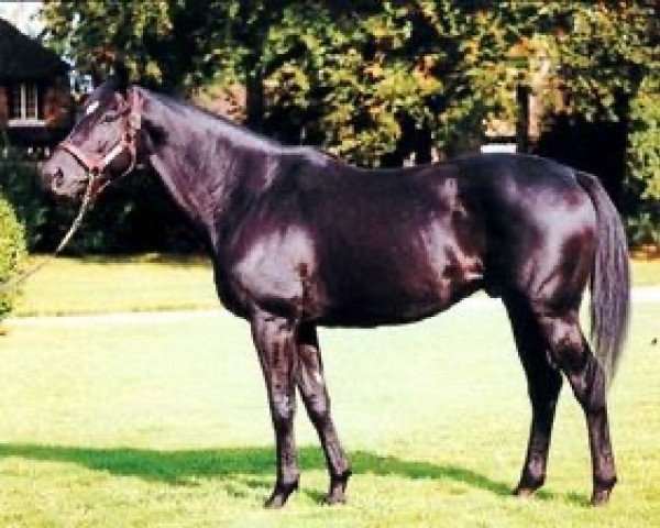 stallion Goldneyev xx (Thoroughbred, 1986, from Nureyev xx)