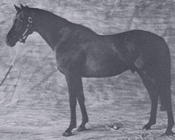 stallion Saint Cyrien xx (Thoroughbred, 1980, from Luthier xx)