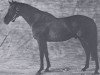 stallion Saint Cyrien xx (Thoroughbred, 1980, from Luthier xx)