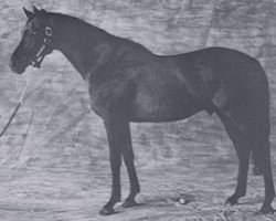 stallion Saint Cyrien xx (Thoroughbred, 1980, from Luthier xx)