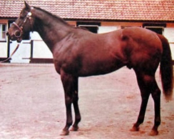 stallion Captain's Gig xx (Thoroughbred, 1965, from Turn-To xx)