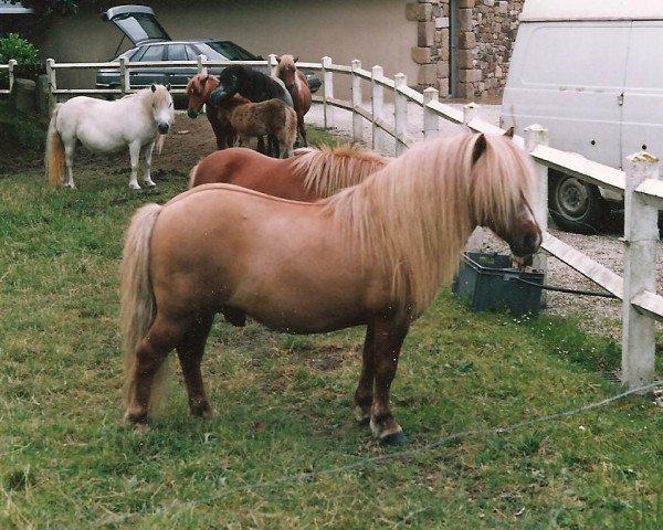 horse Star de la Mare d'Ovillers (Shetland Pony, 1981, from Bambie van de Viermorgen)