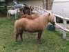 horse Star de la Mare d'Ovillers (Shetland Pony, 1981, from Bambie van de Viermorgen)