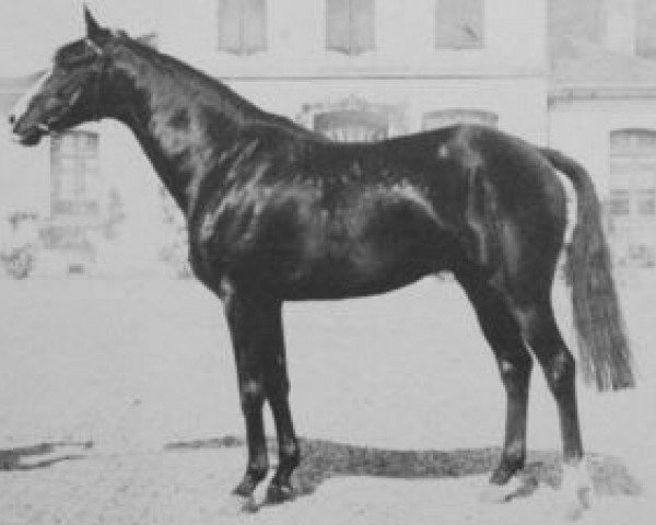 stallion Le Galop AA (Anglo-Arabs, 1950, from Farceur VIII AA)