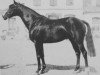 stallion Le Galop AA (Anglo-Arabs, 1950, from Farceur VIII AA)
