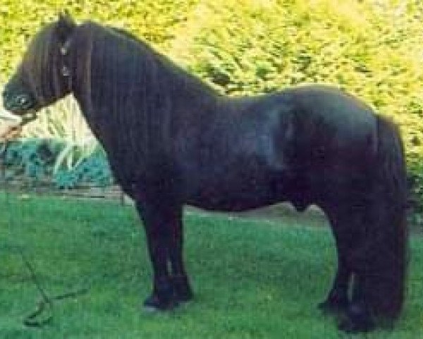 stallion Newton van Dorpzicht (Shetland Pony, 1977, from Rosson of Transy)