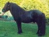 Deckhengst Newton van Dorpzicht (Shetland Pony, 1977, von Rosson of Transy)