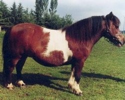 Zuchtstute Hella van Nieuwersluis (Shetland Pony, 1972, von Sultan van 't Achterweitje)