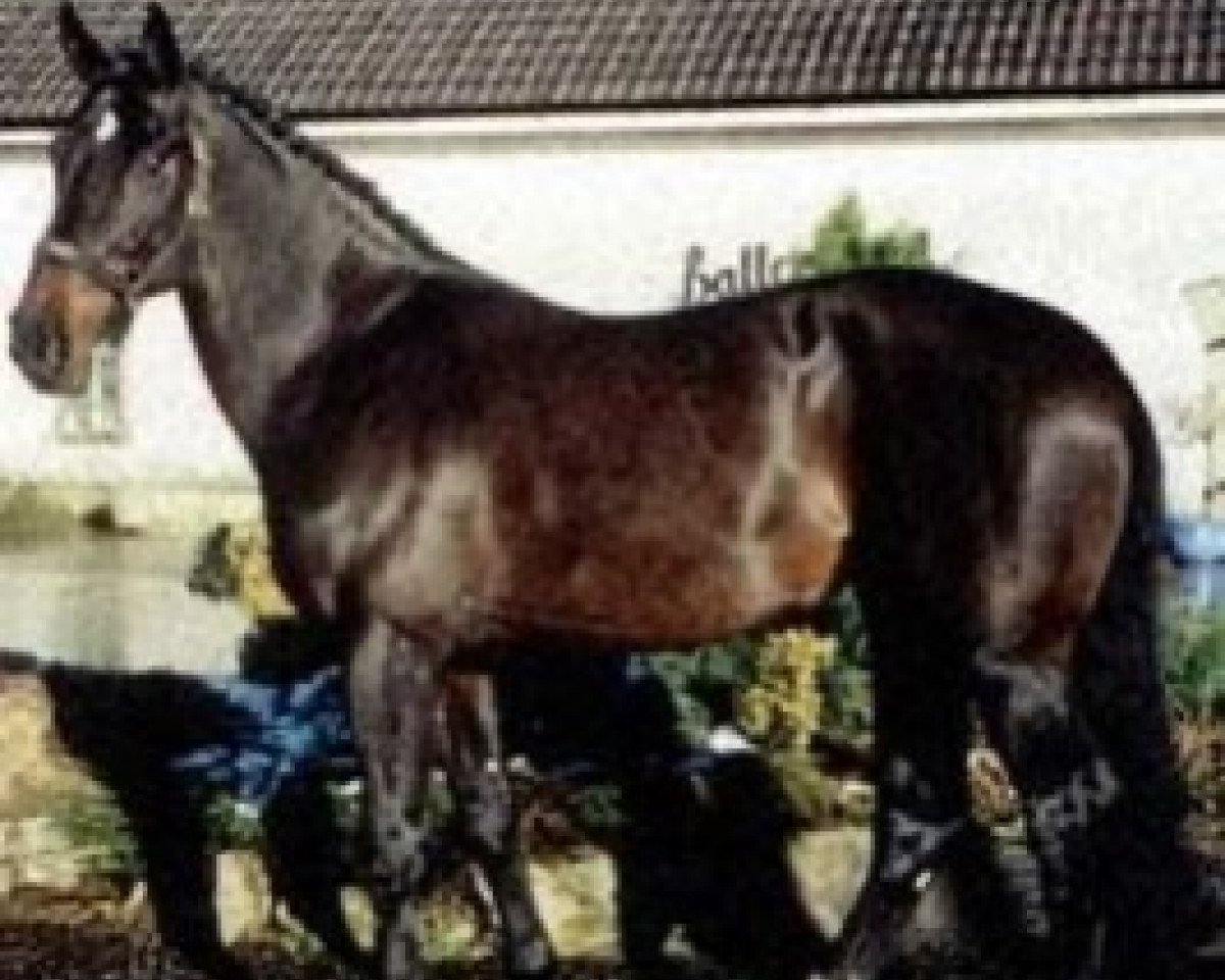 stallion Tornado (Oldenburg, 1993, from Darco)