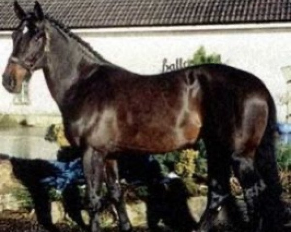 stallion Tornado (Oldenburg, 1993, from Darco)