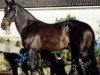 stallion Tornado (Oldenburg, 1993, from Darco)