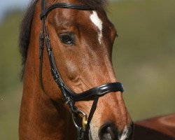 broodmare Cassiana 13 (Holsteiner, 2006, from Cassini II)