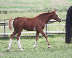 Springpferd Paula (Holsteiner, 2022, von Diamant van Klapscheut Z)