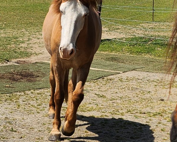 broodmare Ásjóna (Iceland Horse, 2010, from Andvaki von Roetgen)