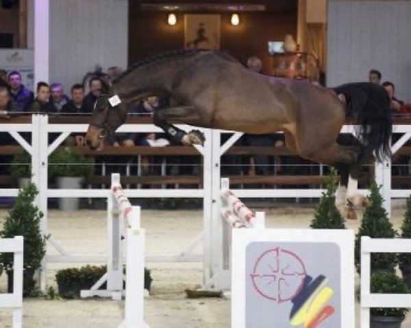 stallion Carpe Diem J&F Champblanc (Holsteiner, 2012, from Casall Ask)
