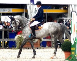 Springpferd Hakon de Kalvarie (Belgisches Warmblut, 2007, von Indian Gold van Castershoeve)