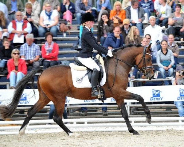 dressage horse Proud Raffaelo (German Riding Pony, 2009, from Rocketti)