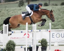 jumper Orette de Kalvarie (Belgian Warmblood, 2014, from Hakon de Kalvarie)