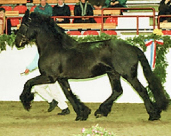 stallion Osvald Af Karma (Friese, 1988, from Djurre 284)