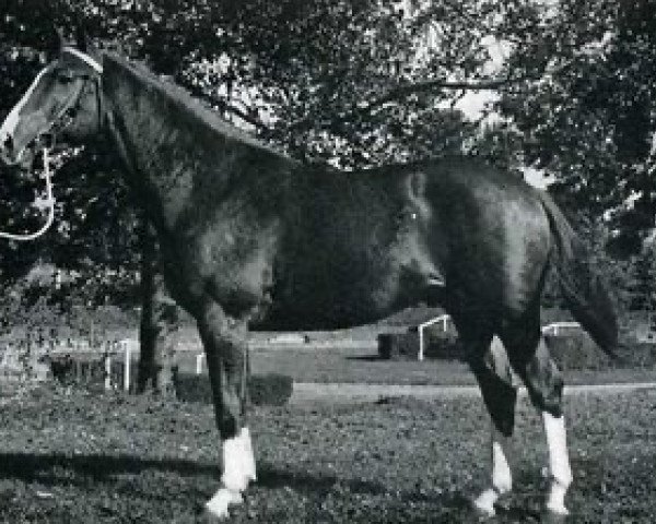 Deckhengst Christobal (Selle Français, 1968, von Mersebourg)