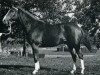 stallion Christobal (Selle Français, 1968, from Mersebourg)